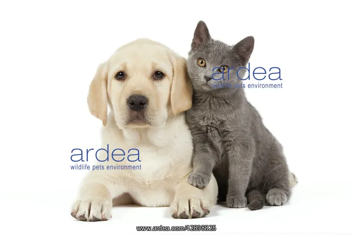 : Dog and Cat - Yellow Labrador puppy with Chartreux kitten : Dog and Cat - Yellow Labrador puppy with Chartreux kitten