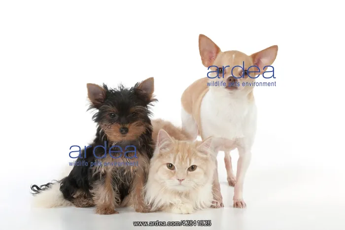 : DOG & CAT - Yorkshire terrier puppy sitting and : DOG & CAT - Yorkshire terrier puppy sitting and