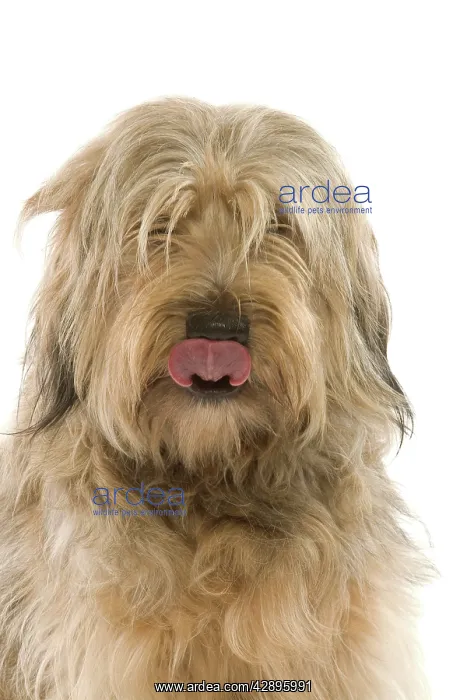 : Dog - Catalan Sheepdog in studio : Dog - Catalan Sheepdog in studio