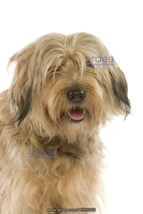 : Dog - Catalan Sheepdog in studio : Dog - Catalan Sheepdog in studio