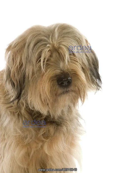 : Dog - Catalan Sheepdog in studio : Dog - Catalan Sheepdog in studio