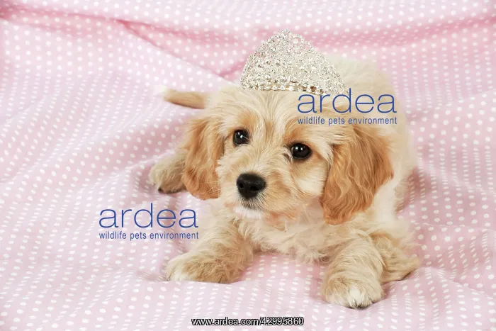 : Dog - Cavachon (Cavalier x Bichon Frise) 10 week : Dog - Cavachon (Cavalier x Bichon Frise) 10 week