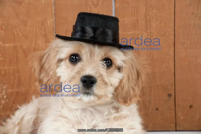 : Dog - Cavachon (Cavalier x Bichon Frise) 10 week : Dog - Cavachon (Cavalier x Bichon Frise) 10 week