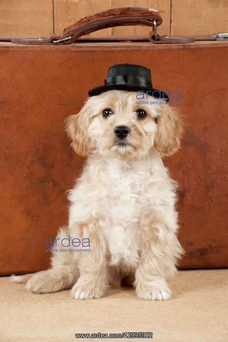 : Dog - Cavachon (Cavalier x Bichon Frise) 10 week : Dog - Cavachon (Cavalier x Bichon Frise) 10 week