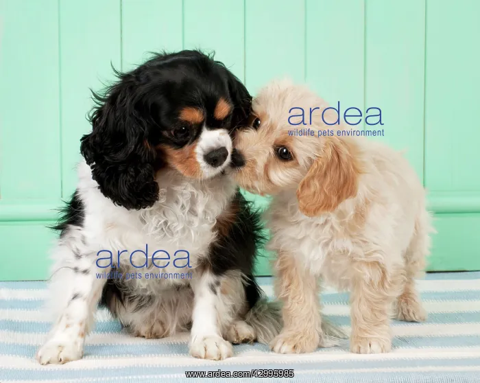 : Dog - Cavachon (Cavalier x Bichon Frise) 10 week : Dog - Cavachon (Cavalier x Bichon Frise) 10 week