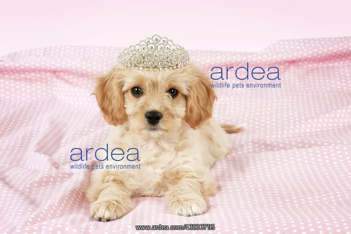: Dog - Cavachon (Cavalier x Bichon Frise) 10 week : Dog - Cavachon (Cavalier x Bichon Frise) 10 week