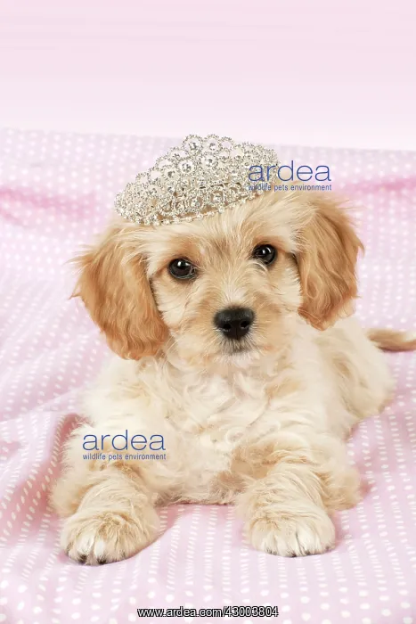 : Dog - Cavachon (Cavalier x Bichon Frise) 10 week : Dog - Cavachon (Cavalier x Bichon Frise) 10 week