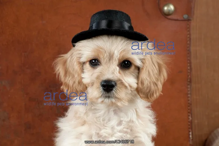 : Dog - Cavachon (Cavalier x Bichon Frise) 10 week : Dog - Cavachon (Cavalier x Bichon Frise) 10 week