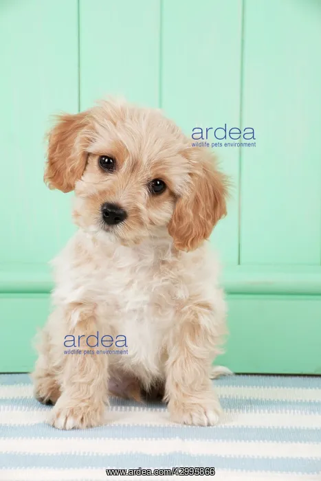 : Dog - Cavachon (Cavalier x Bichon Frise) 10 week old puppy : Dog - Cavachon (Cavalier x Bichon Frise) 10 week old puppy