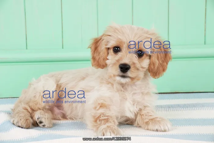 : Dog - Cavachon (Cavalier x Bichon Frise) 10 week old puppy : Dog - Cavachon (Cavalier x Bichon Frise) 10 week old puppy