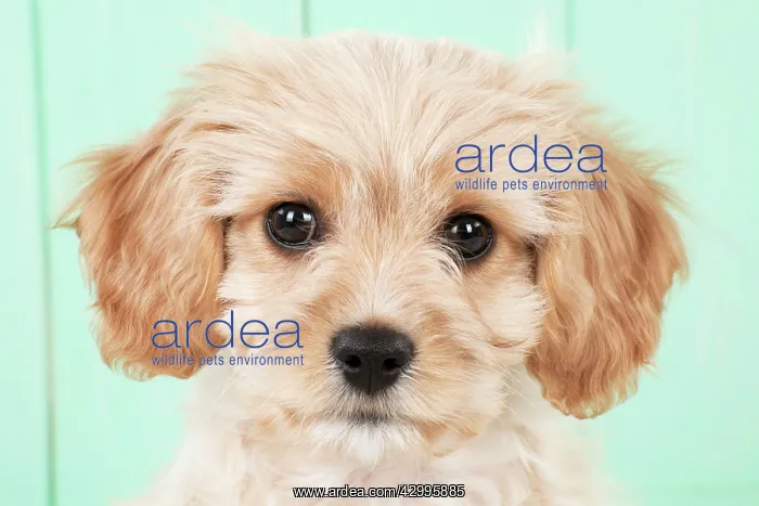 : Dog - Cavachon (Cavalier x Bichon Frise) 10 week old puppy : Dog - Cavachon (Cavalier x Bichon Frise) 10 week old puppy