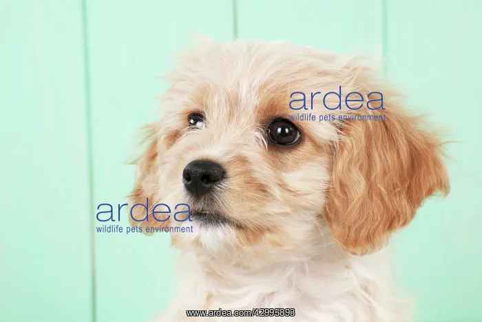 : Dog - Cavachon (Cavalier x Bichon Frise) 10 week old puppy : Dog - Cavachon (Cavalier x Bichon Frise) 10 week old puppy