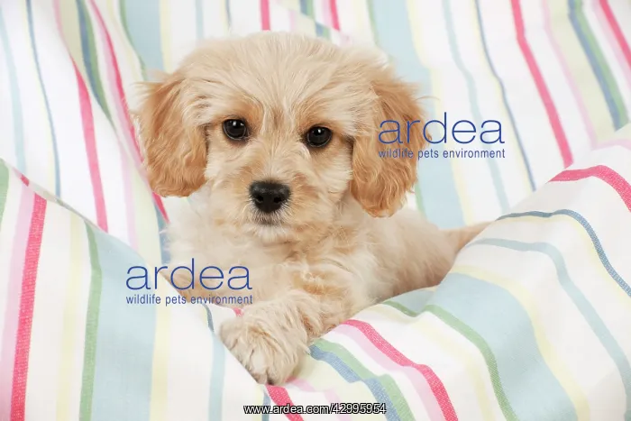 : Dog - Cavachon (Cavalier x Bichon Frise) 10 week old puppy : Dog - Cavachon (Cavalier x Bichon Frise) 10 week old puppy