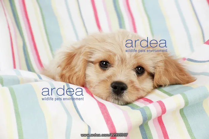 : Dog - Cavachon (Cavalier x Bichon Frise) 10 week old puppy : Dog - Cavachon (Cavalier x Bichon Frise) 10 week old puppy