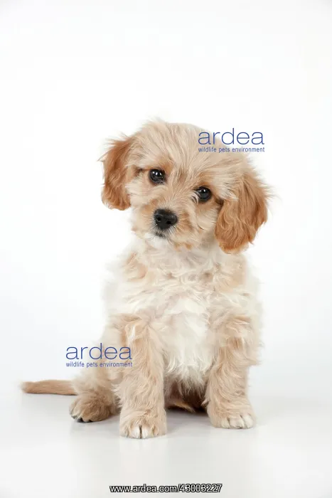 : Dog - Cavachon (Cavalier x Bichon Frise) 10 week old puppy : Dog - Cavachon (Cavalier x Bichon Frise) 10 week old puppy