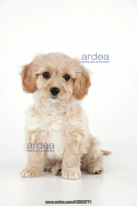 : Dog - Cavachon (Cavalier x Bichon Frise) 10 week old puppy : Dog - Cavachon (Cavalier x Bichon Frise) 10 week old puppy