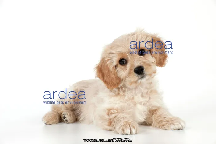 : Dog - Cavachon (Cavalier x Bichon Frise) 10 week old puppy : Dog - Cavachon (Cavalier x Bichon Frise) 10 week old puppy