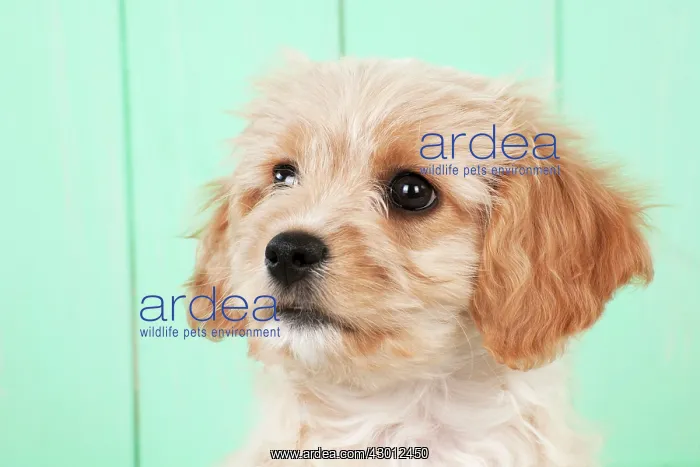 : DOG -Cavachon (Cavarier x Bichon Frise) : DOG -Cavachon (Cavarier x Bichon Frise)