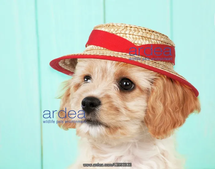 : DOG - Cavachon (Cavarier x Bichon Frise ) puppy : DOG - Cavachon (Cavarier x Bichon Frise ) puppy