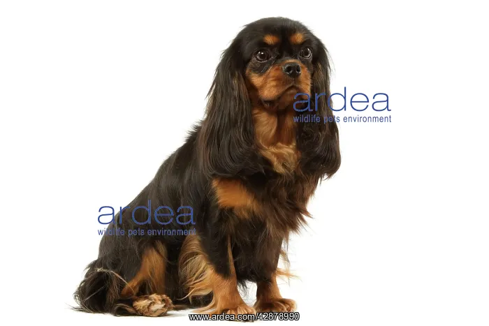  : Dog - Cavalier King Charles