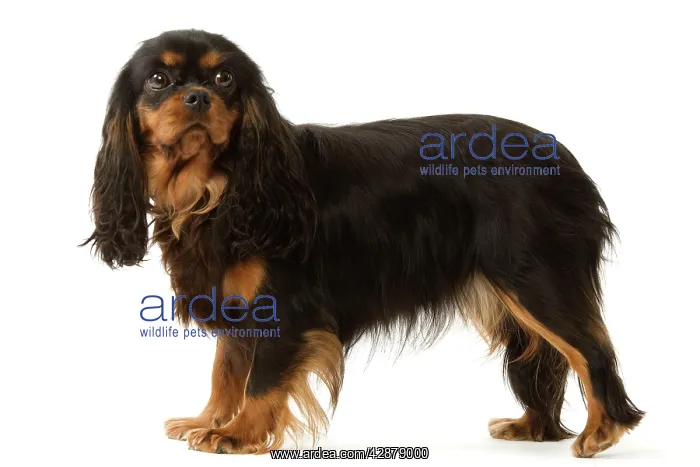  : Dog - Cavalier King Charles