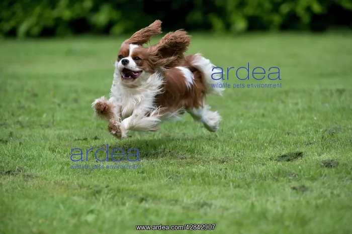  : DOG - Cavalier King Charles running in garden