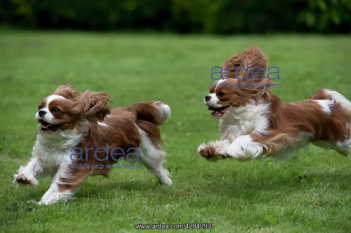  : DOG - Cavalier King Charles running in garden