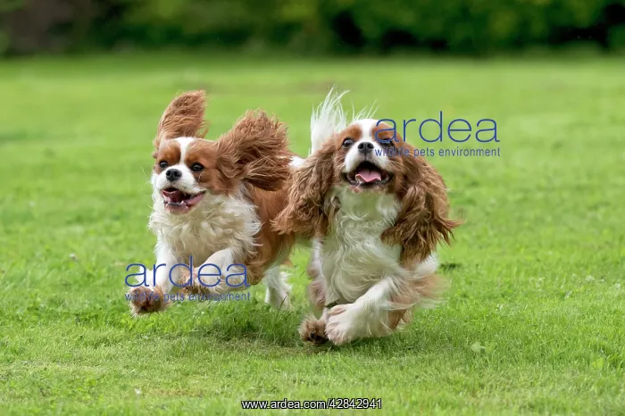  : DOG - Cavalier King Charles running in garden