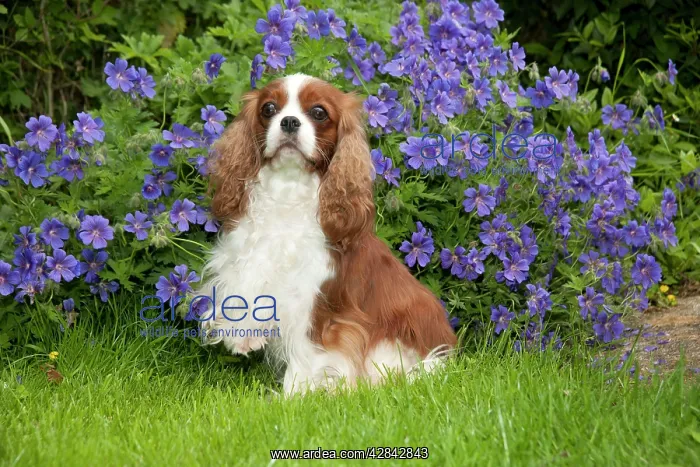 : DOG - Cavalier king charles sitting in garden