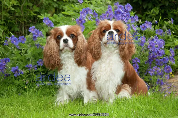 : DOG - Cavalier King Charles sitting together in garden : DOG - Cavalier King Charles sitting together in garden
