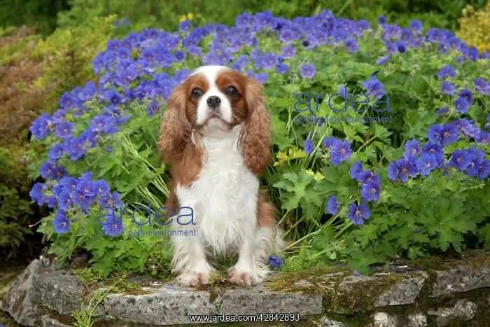  : DOG - Cavalier King Charles sitting in garden
