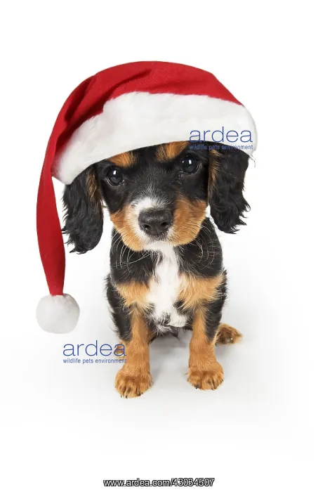  : DOG - Cavalier King Charles Spaniel - 10 week