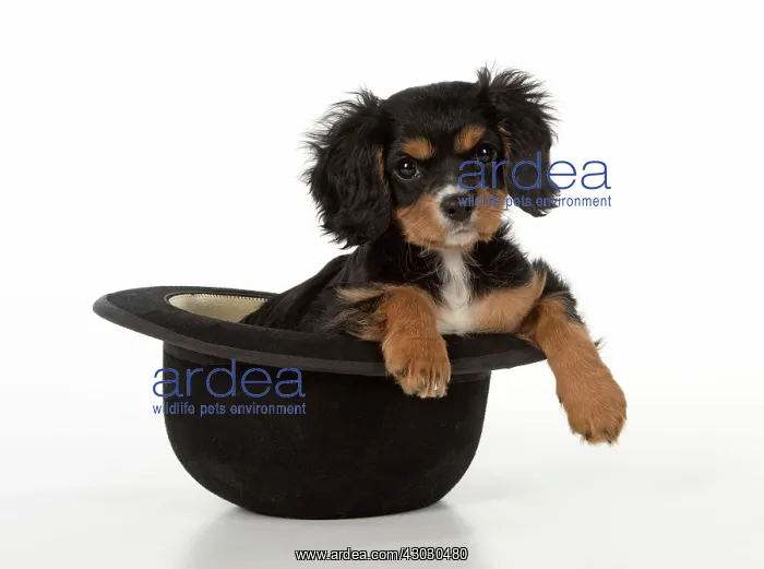 : Dog Cavalier King Charles Spaniel 10 week old puppy : Dog Cavalier King Charles Spaniel 10 week old puppy