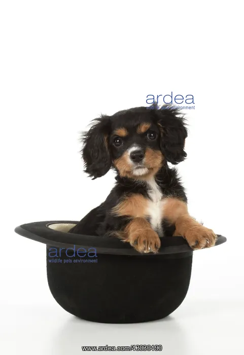 : Dog Cavalier King Charles Spaniel 10 week old puppy : Dog Cavalier King Charles Spaniel 10 week old puppy