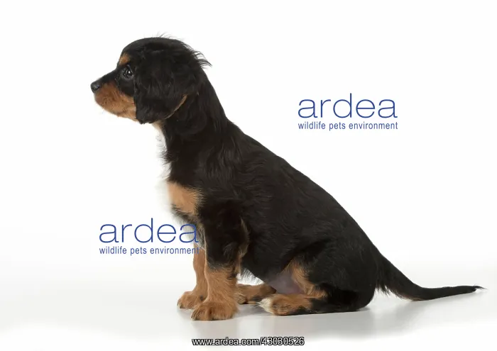  : Dog Cavalier King Charles Spaniel 10 week old puppy