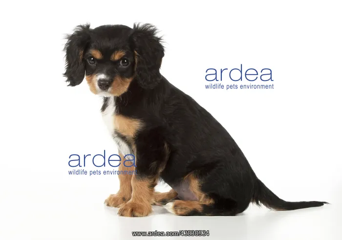  : Dog Cavalier King Charles Spaniel 10 week old puppy