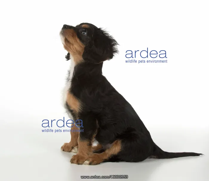  : Dog Cavalier King Charles Spaniel 10 week old puppy