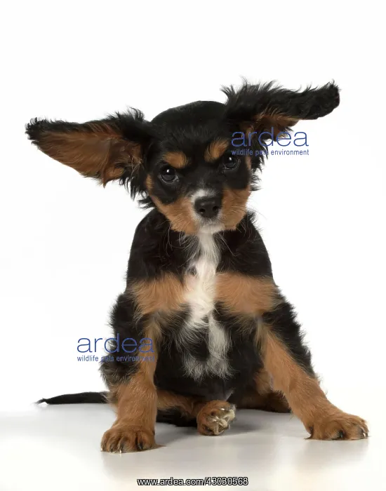 : Dog Cavalier King Charles Spaniel 10 week old puppy : Dog Cavalier King Charles Spaniel 10 week old puppy