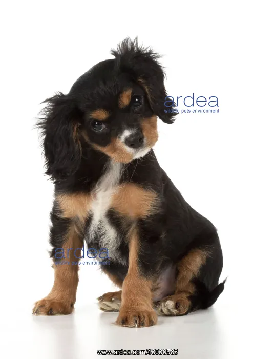  : Dog Cavalier King Charles Spaniel 10 week old puppy