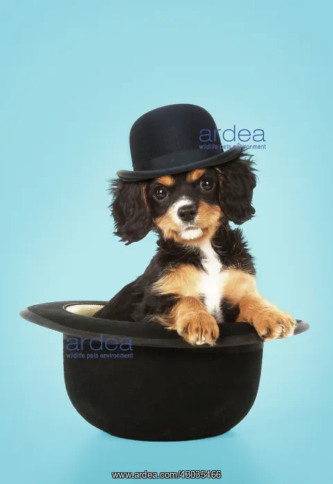 : DOG Cavalier King Charles Spaniel 10 week old puppy in a bowler hat Digital : DOG Cavalier King Charles Spaniel 10 week old puppy in a bowler hat Digital