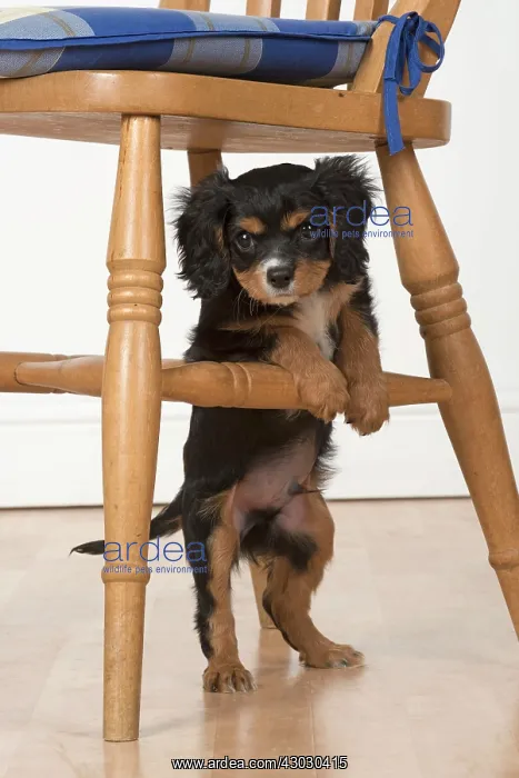 : Dog Cavalier King Charles Spaniel 10 week old puppy under a chair : Dog Cavalier King Charles Spaniel 10 week old puppy under a chair