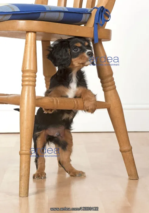 : Dog Cavalier King Charles Spaniel 10 week old puppy under a chair : Dog Cavalier King Charles Spaniel 10 week old puppy under a chair