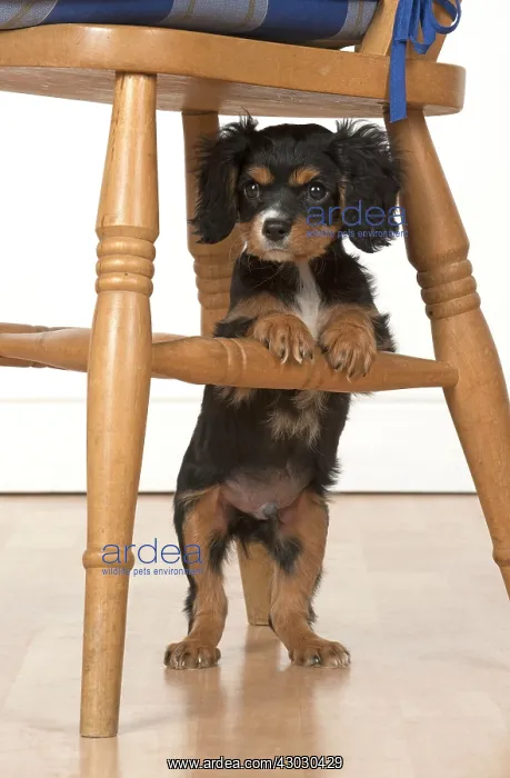 : Dog Cavalier King Charles Spaniel 10 week old puppy under a chair : Dog Cavalier King Charles Spaniel 10 week old puppy under a chair
