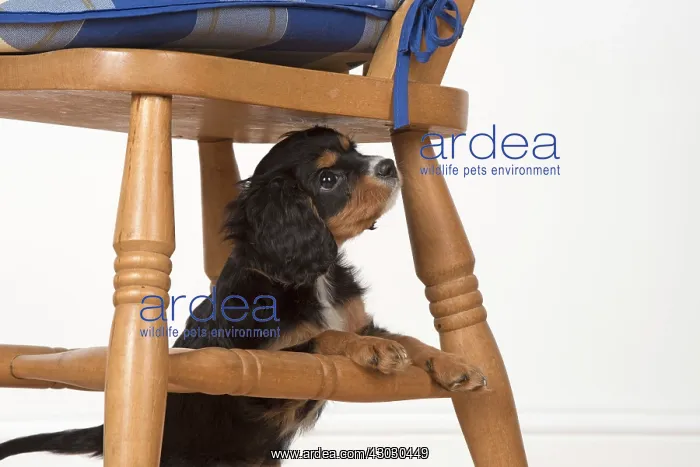 : Dog Cavalier King Charles Spaniel 10 week old puppy under a chair : Dog Cavalier King Charles Spaniel 10 week old puppy under a chair