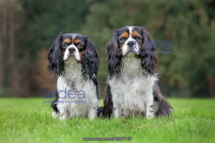 : Dog - Cavalier King Charles Spaniel : Dog - Cavalier King Charles Spaniel