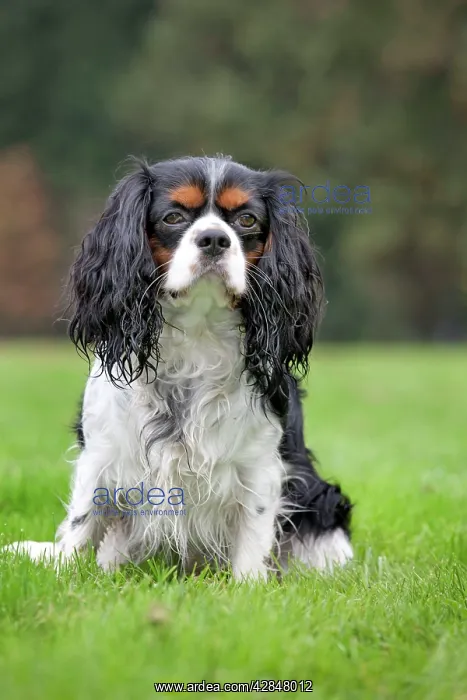  : Dog - Cavalier King Charles Spaniel
