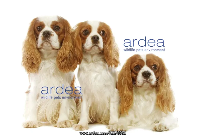  : Dog - Cavalier King Charles Spaniel