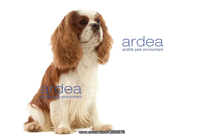  : Dog - Cavalier King Charles Spaniel