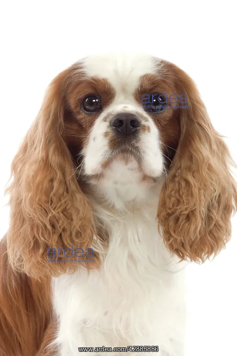  : Dog - Cavalier King Charles Spaniel