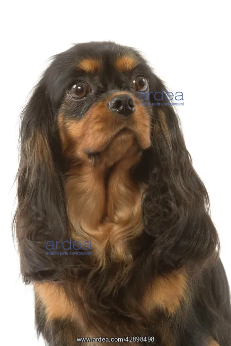  : Dog - Cavalier King Charles Spaniel